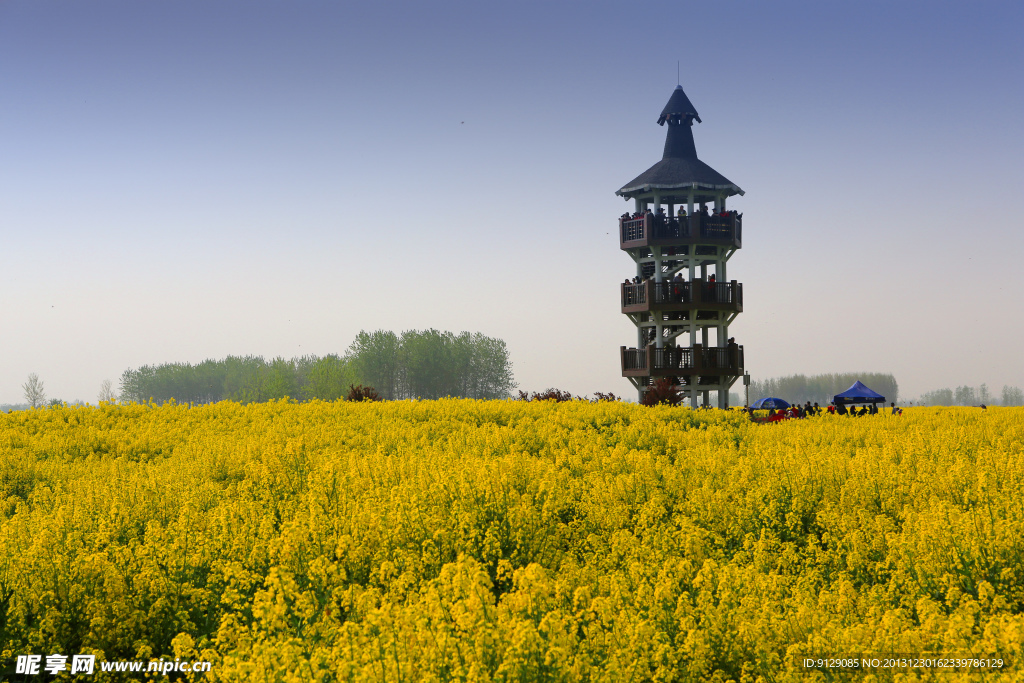 千岛菜花风景区