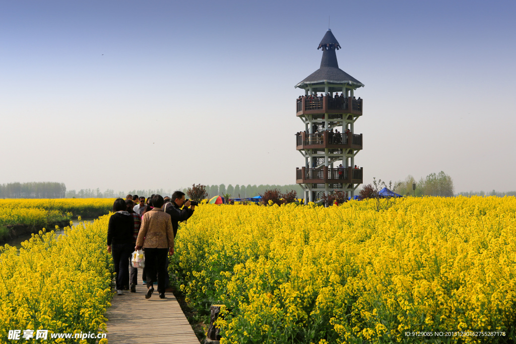 千岛菜花风景区