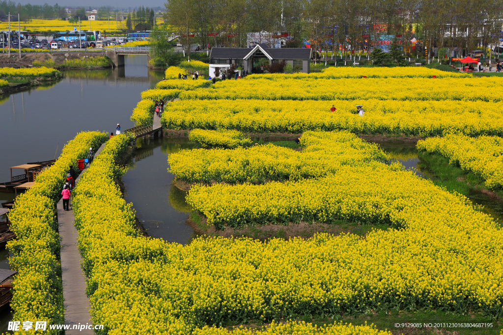 千岛菜花风景区