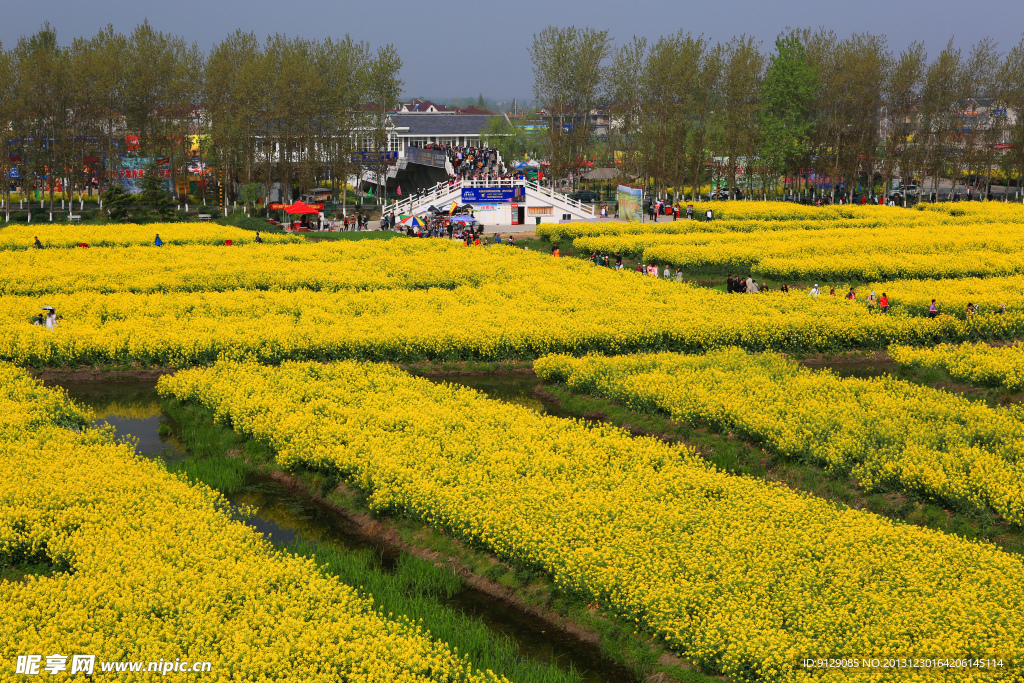千岛菜花风景区
