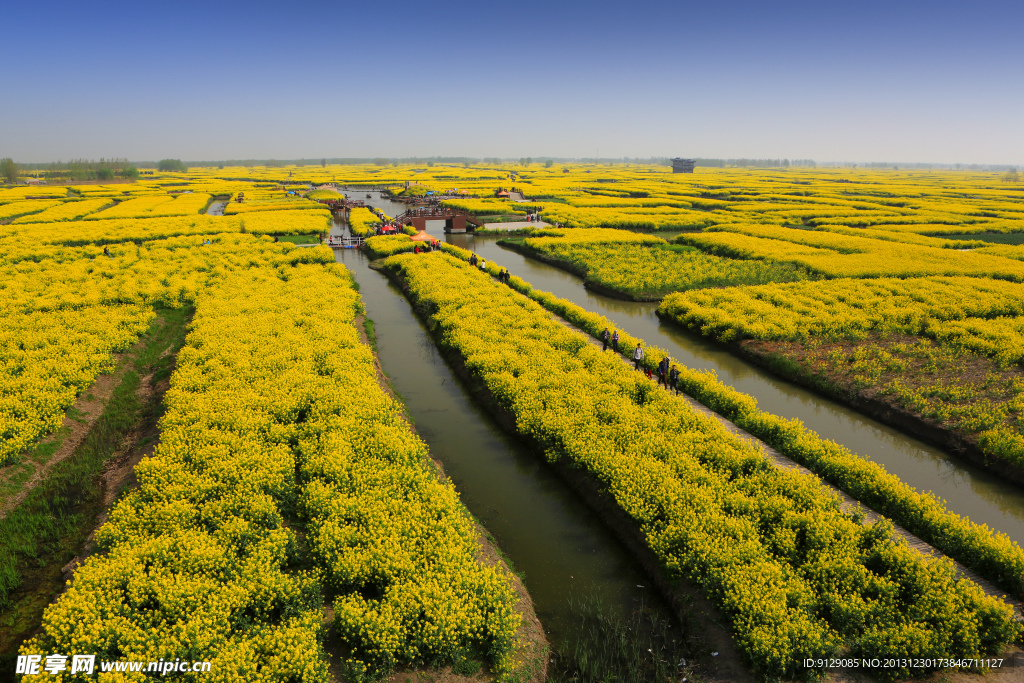 千岛菜花风景区