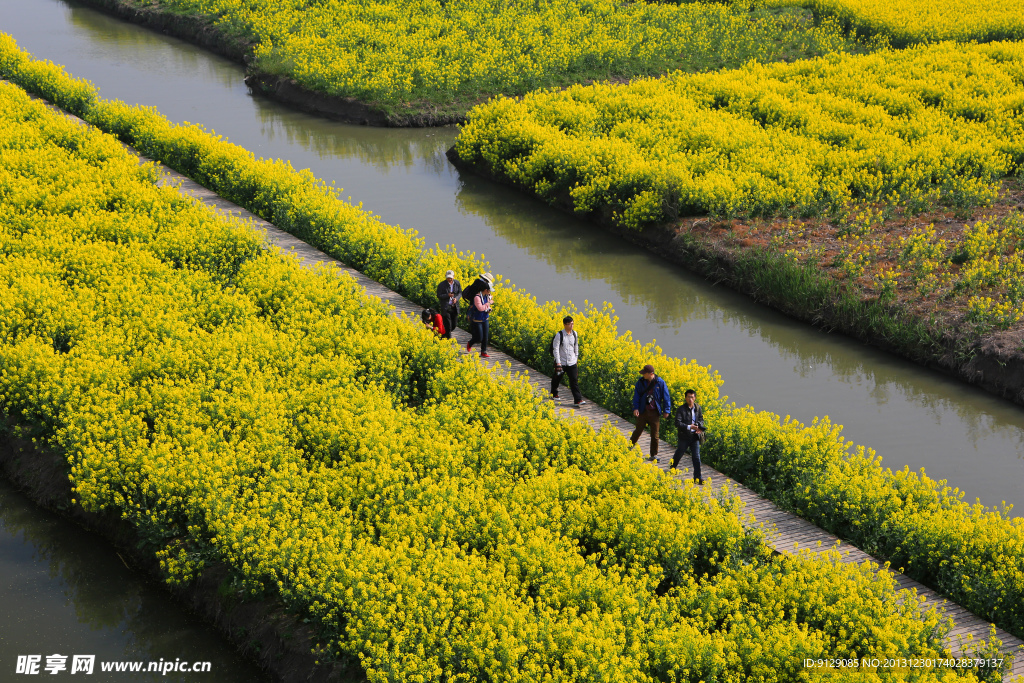 千岛菜花风景区