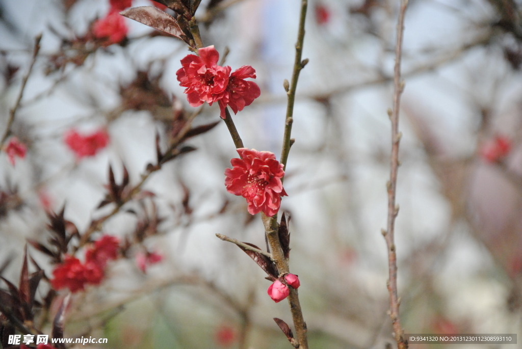 桃花