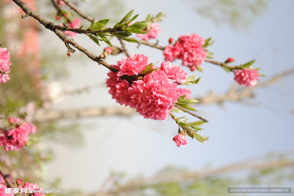 桃花