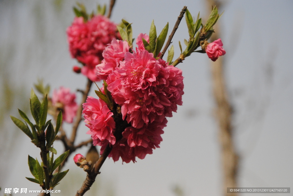 桃花