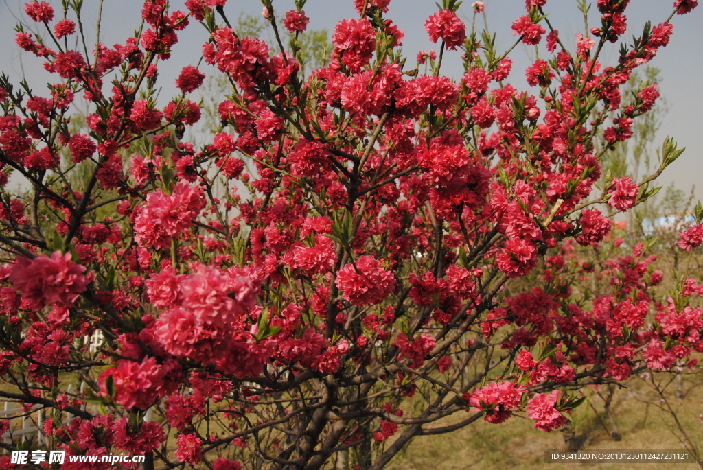 桃花