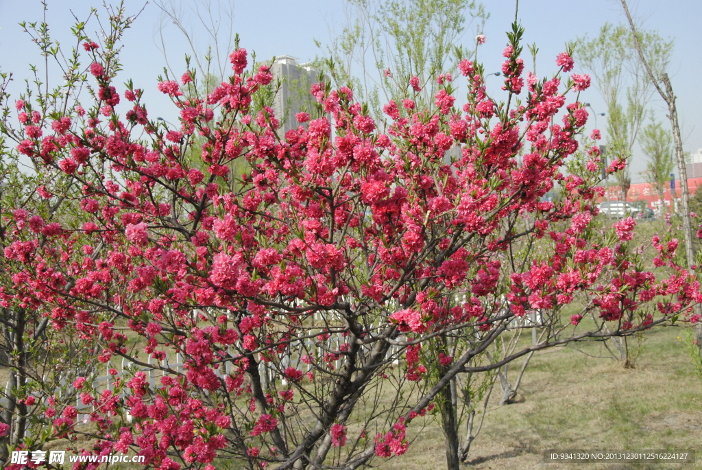 桃花