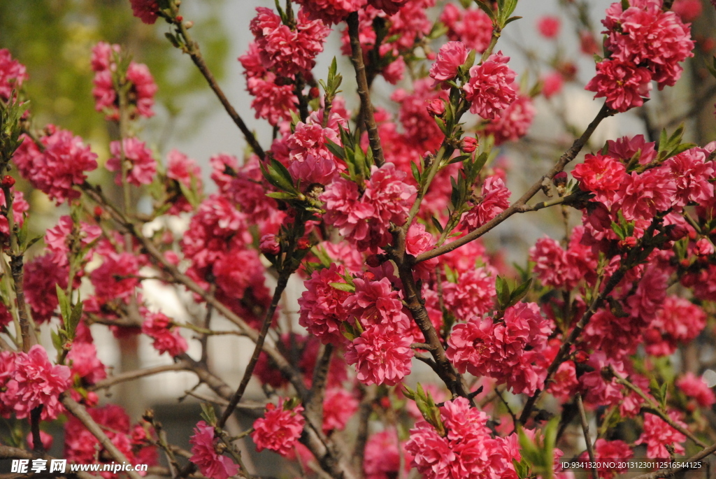 桃花