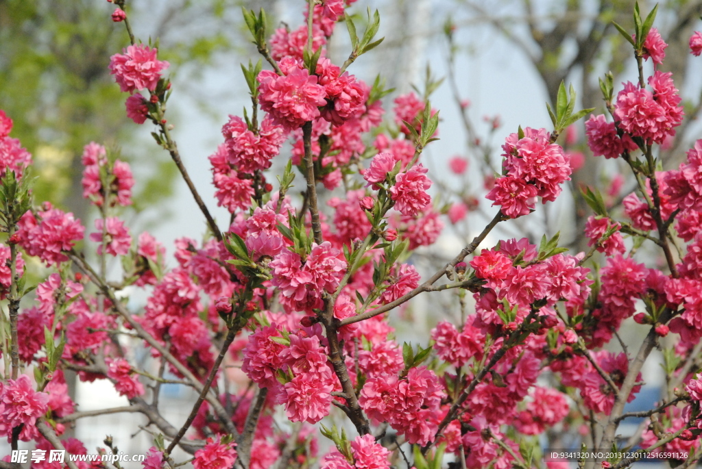 桃花