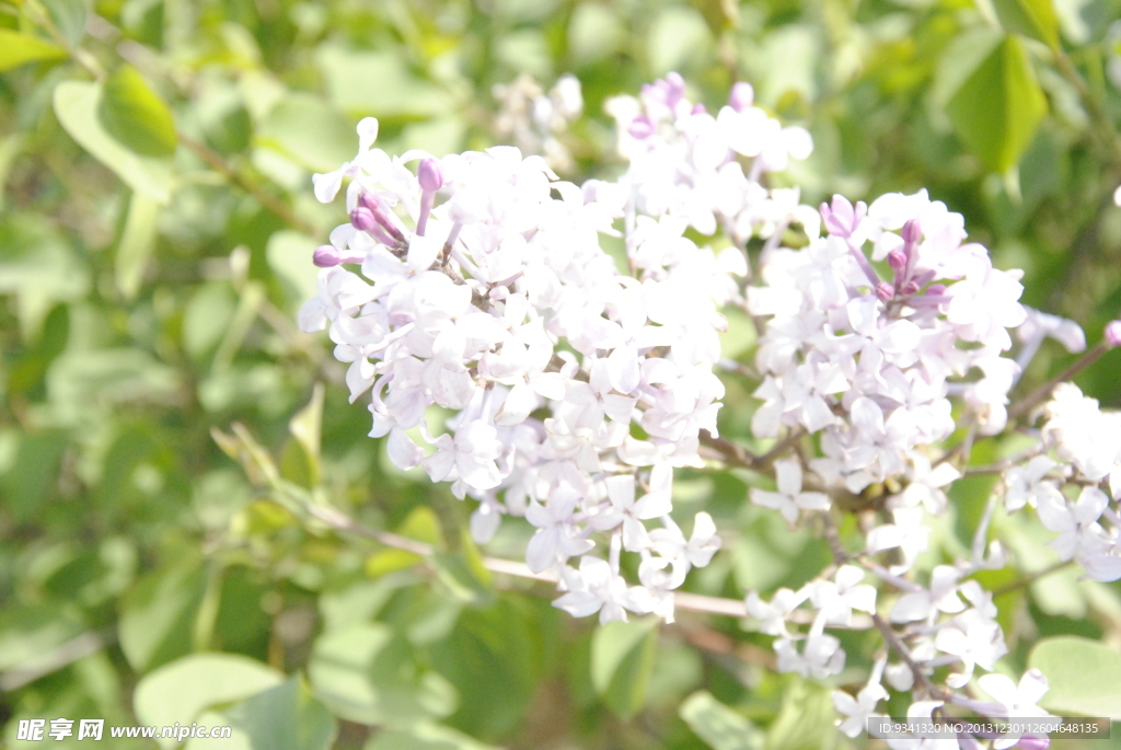 丁香花