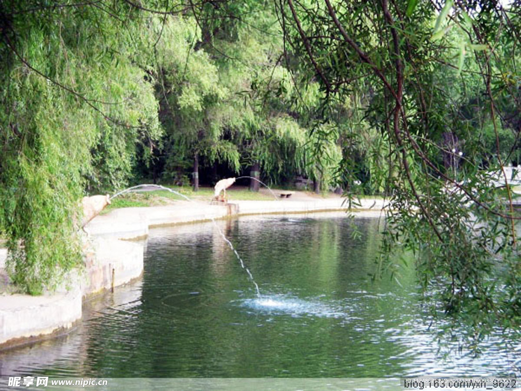 鲤鱼吐水