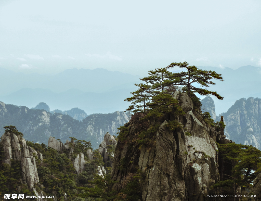 黄山松树