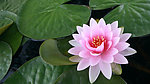莲花