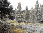 松树