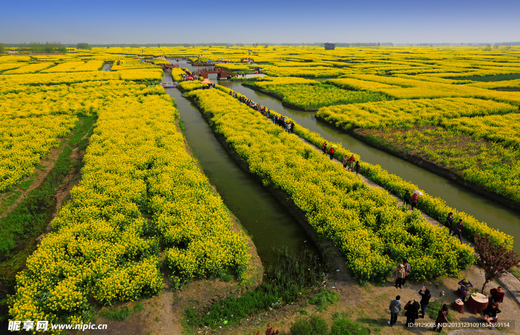 千岛菜花风景区