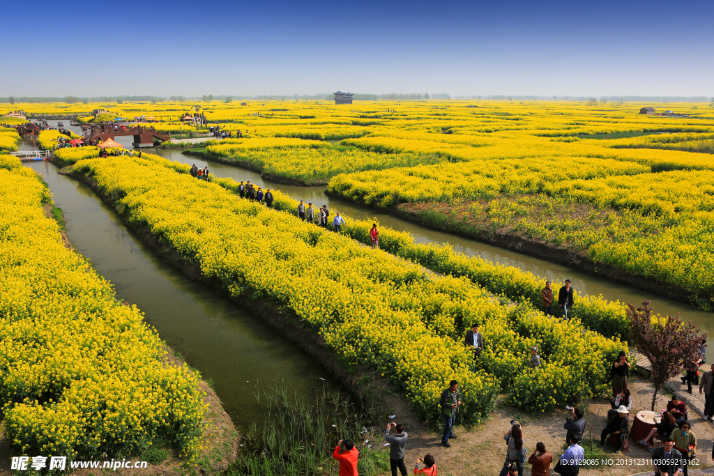 千岛菜花风景区