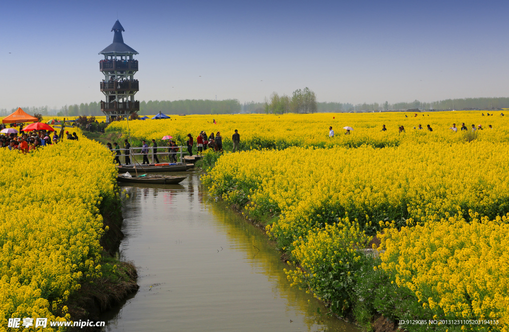 千岛菜花风景区