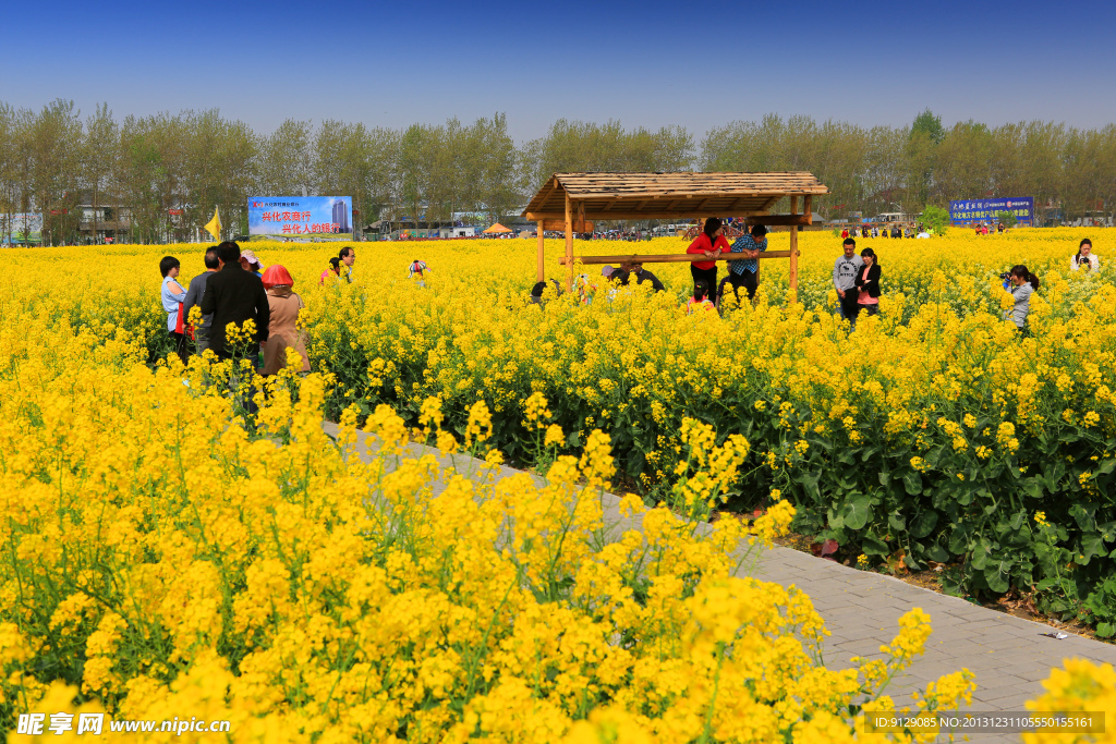 千岛菜花风景区