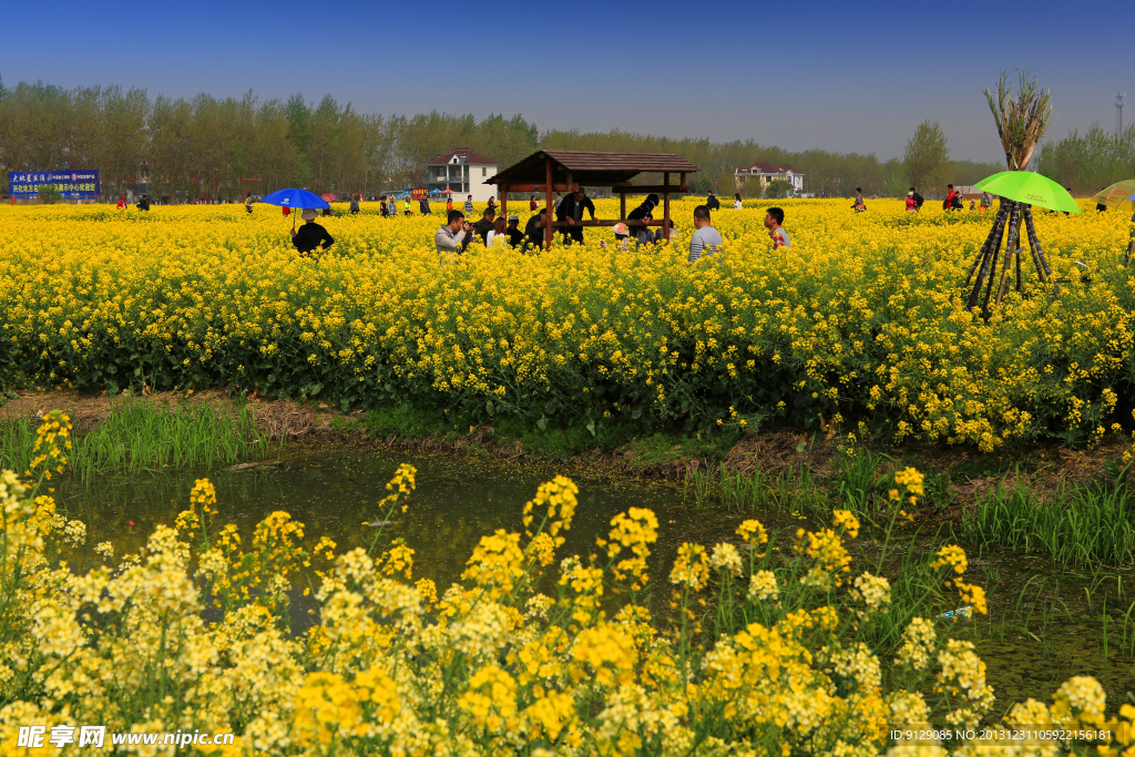 千岛菜花风景区