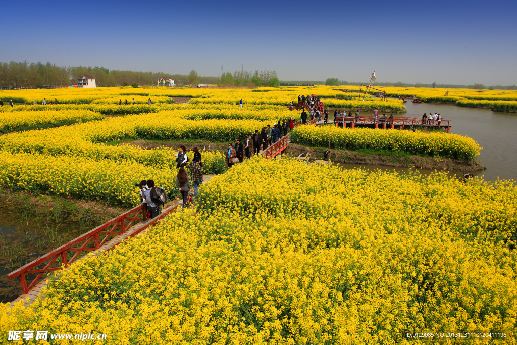 千岛菜花风景区