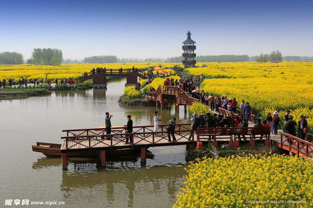 千岛菜花风景区