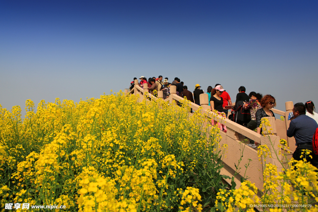 千岛菜花风景区