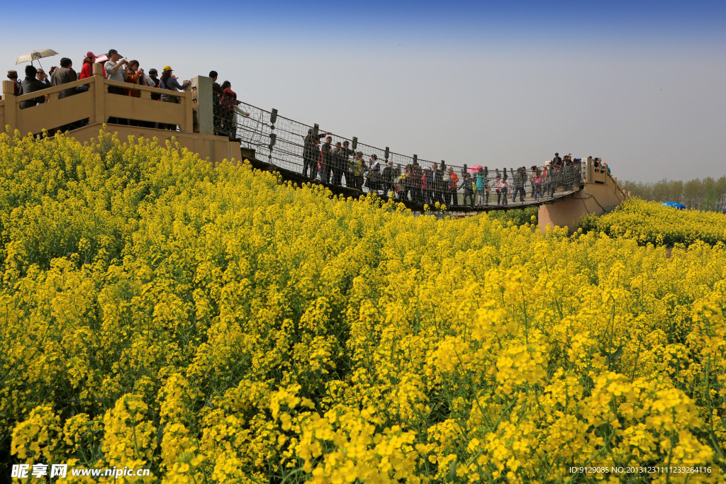 千岛菜花风景区