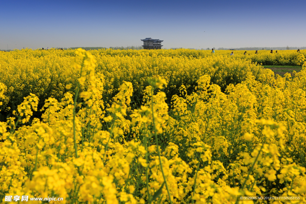 千岛菜花风景区