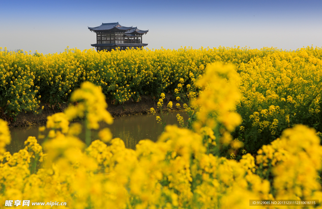 千岛菜花风景区