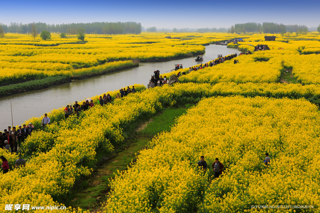 千岛菜花风景区