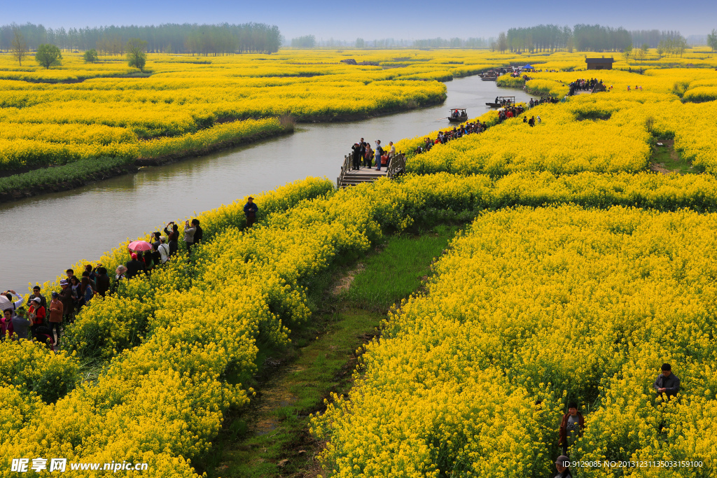 千岛菜花风景区