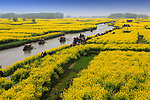 千岛菜花风景区