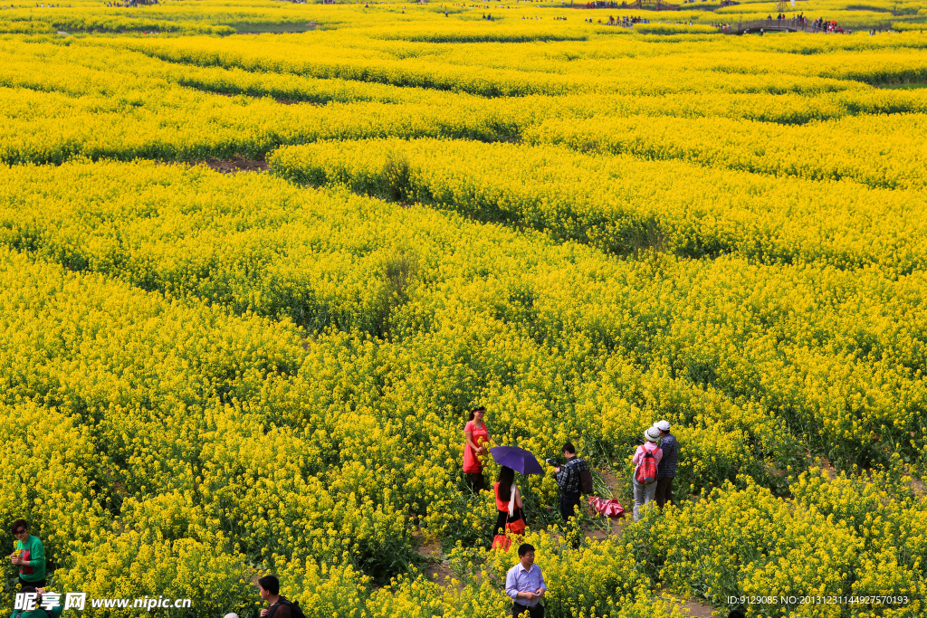 千岛菜花风景区