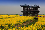 千岛菜花风景区