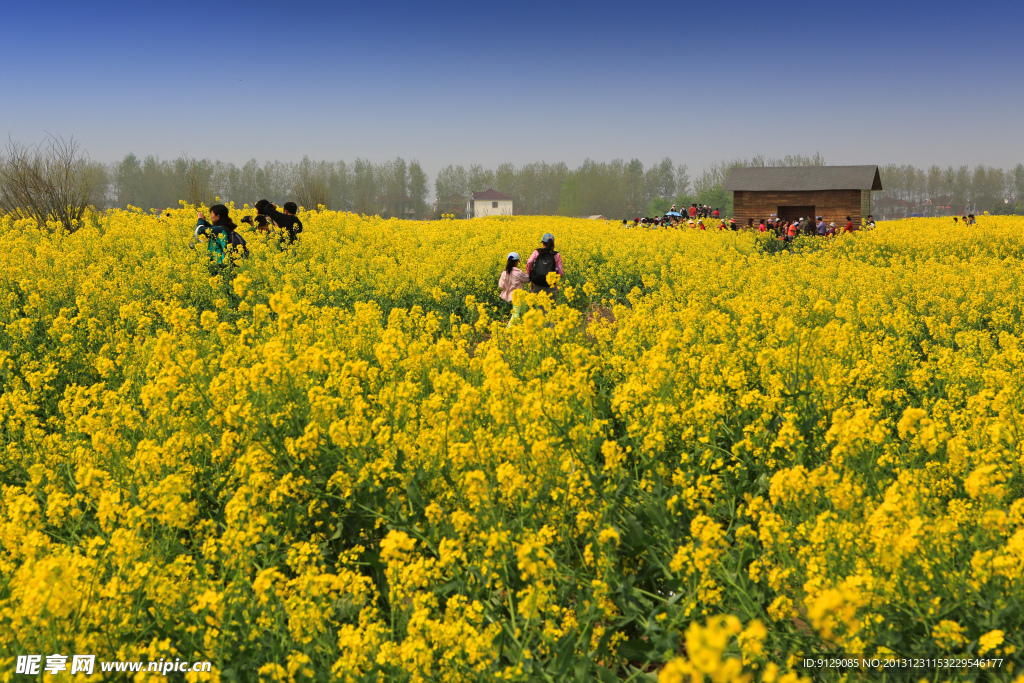 千岛菜花风景区