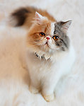猫咪高清图