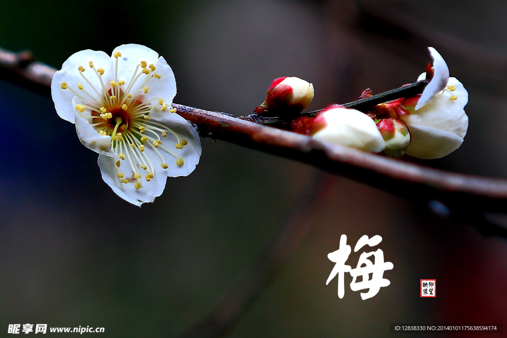 梅花