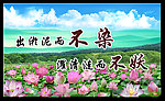 出淤泥而不染