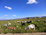 田园风光