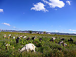 田园风光