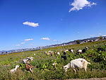 田园风光
