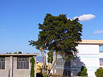 大树