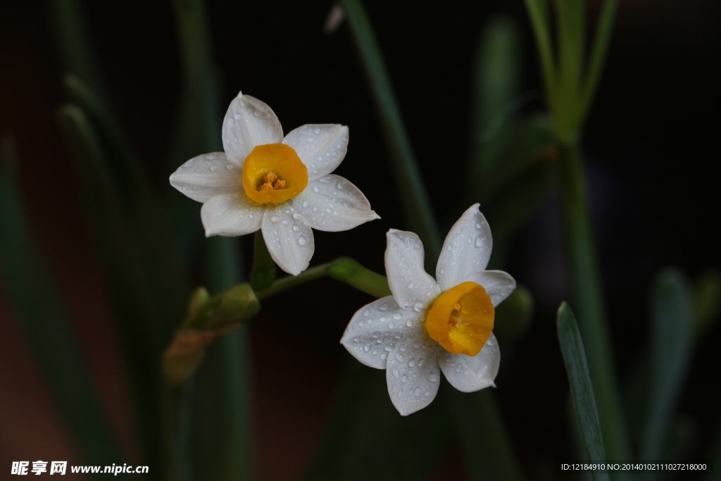 水仙花