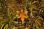黄花