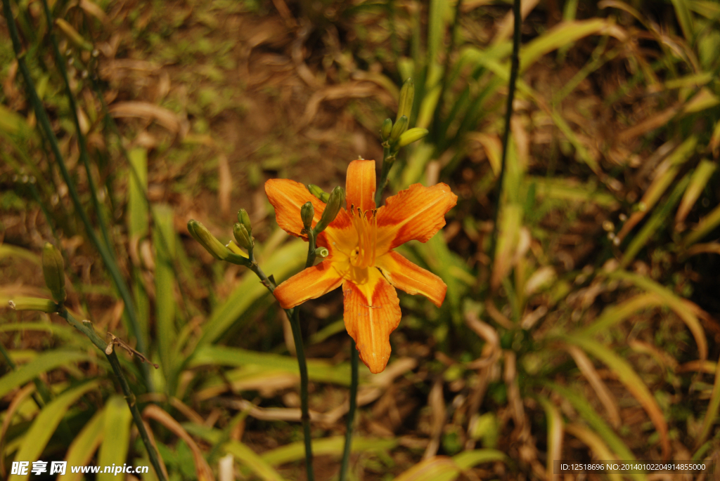 黄花