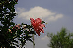 芙蓉