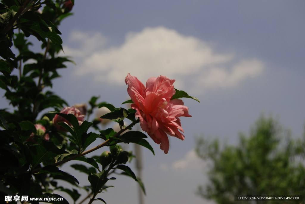 芙蓉