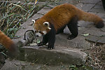 小熊猫