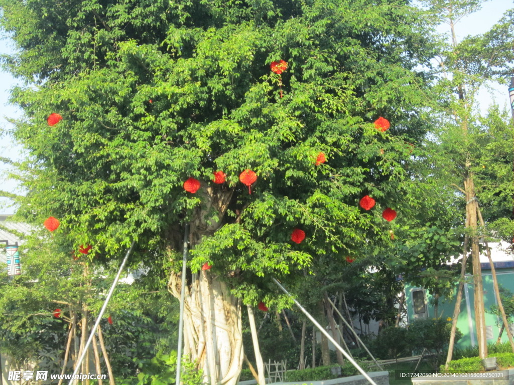 灯笼树