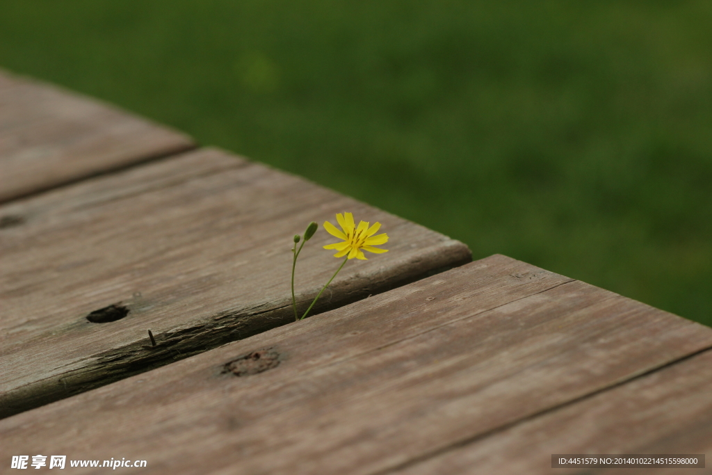 小黄花与木板